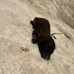 Sola - Brindle female Poodle puppy in Troy, Alabama from Redmond Rose Kennel