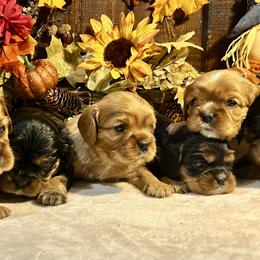 Cavalier King Charles Spaniel Puppies from Parkside Cavaliers