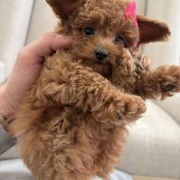 Lilly - Red  female Poodle puppy in Reedley, California from Diamond Poodles