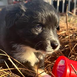 Riven (has tail) - Black tri-color male Australian Shepherd puppy in Butler, Georgia from Aussies at Howling Hill Farm