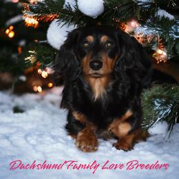 Dachshund Puppies from Dachshund Family Love Breeders