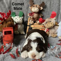 Comet - Tri-Roan male English Springer Spaniel puppy in Hudson, Michigan from Picky’s Puppies