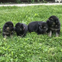 German Shepherd Puppies from Sandy’s Shepherds