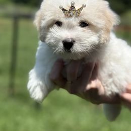 Coton de Tulear and Golden Retriever Puppies from Four Lochs LLC