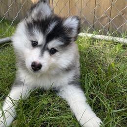 Pomsky Puppies from Blue Sky Pomsky