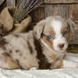 Boy 5 - male Australian Shepherd puppy in Ranger, Texas from Outback Mini Aussies