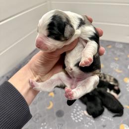 Girl 7 - Blue merle female Aussiedoodle puppy in Heber City, Utah from Junipersdoodles