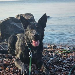Raven - Black female German Shepherd puppy in Oscoda, Michigan from Sstar