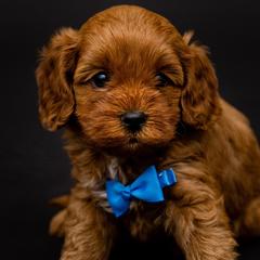 Aussiedoodles, Cavapoos, and Goldendoodles from Grace Acres Puppies