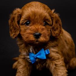 Aussiedoodles, Cavapoos, and Goldendoodles from Grace Acres Puppies