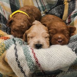 Goldendoodle Puppies from J&J Doodles