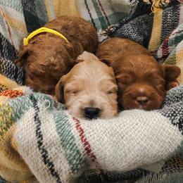 Goldendoodle Puppies from J&J Doodles