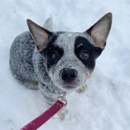 Australian Cattle Dog Puppies from Institute Australian Cattle Dogs