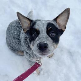 Australian Cattle Dog Puppies from Institute Australian Cattle Dogs