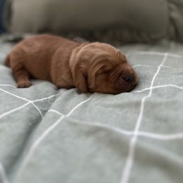 Brown collar -Charlie Brown - Dark golden male Golden Retriever puppy in El Dorado Hills, California from Golden Wiggle Retrievers