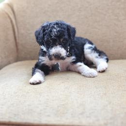 White collar female - Black and white female Bernedoodle puppy in Scottsboro, Alabama from Dixie Land Doodles