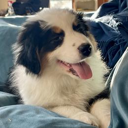 Piper - Black tri-color female Australian Shepherd puppy in Martha’s Vineyard, Massachusetts from Cranberry Hill Aussies