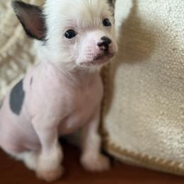 Chinese Crested Puppies from Alvarez Chinese Crested