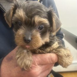 Rex - Tan male Yorkipoo puppy in West Warwick, Rhode Island from Robyn’s Nest