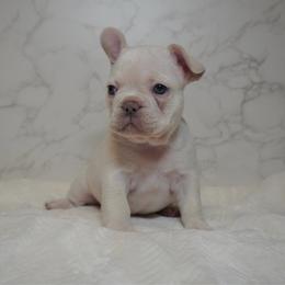 Terra - Cream female French Bulldog puppy in Citrus Heights, California from Cali Rooted Bullyz
