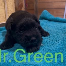 Green boy - Black male Miniature Schnauzer puppy in Hickory Grove, South Carolina from Oopsie Doodles