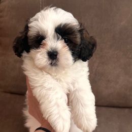 Purple Female - Black and white female Shihpoo puppy in Asheboro, North Carolina from Southern Bred Pups