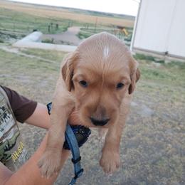 Blue boy - Golden male Golden Retriever puppy in Merino, Colorado from High Plains Goldens