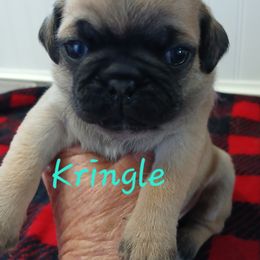Kringle - Fawn male Pug puppy in Concho Valley, Arizona from Agape Pugs