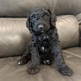 Snickers-  Black and White - Male - Black male Goldendoodle puppy in Wickenburg, Arizona from Gentle Paw Goldendoodles