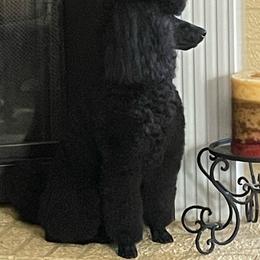 Gunner - Poodle