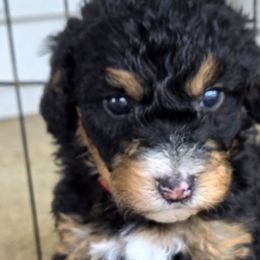 Bernedoodles, Goldendoodles, and Golden Retrievers from McGraw's Fetching Pups