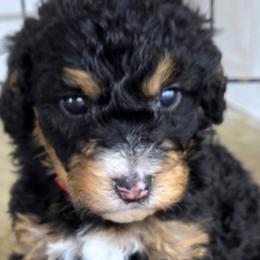 Bernedoodles, Goldendoodles, and Golden Retrievers from McGraw's Fetching Pups