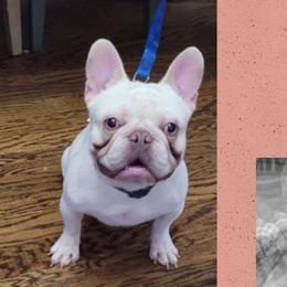 Atreyu - French Bulldog