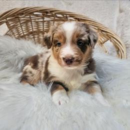 Rooibos - Red merle male Australian Shepherd puppy in California from Skiba Aussies