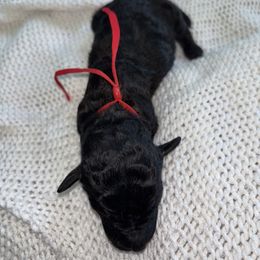 Warrior. - Black male Poodle puppy in Houston, Texas from The Standards