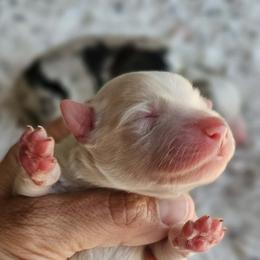 JJ - Red & white male Miniature American Shepherd puppy in Tonopah, Arizona from King's Miniature American Shepherds