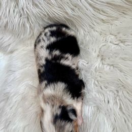 Aspen - Blue merle male Toy Australian Shepherd puppy in Troy, South Carolina from Stockman Farms