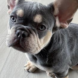 French Bulldogs from YHLA Frenchies