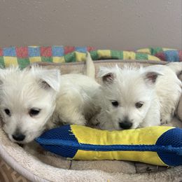 Yeti - White male West Highland White Terrier puppy in Park Rapids, Minnesota from Peggy’s Terriers