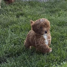 Poodle Puppies from Top Shelf Toy Dogs