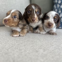 Dachshund Puppies from Southern Pearl Doxies