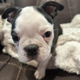 Boston Terrier Puppies from Woof Pack