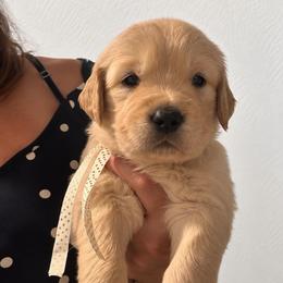 3rd pick boy - Golden male Golden Retriever puppy in Fresno, California from Warwick’s Central California Goldens
