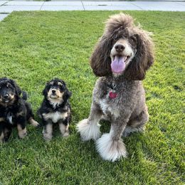 Bernedoodle and Poodle Puppies from Doggy Darlins