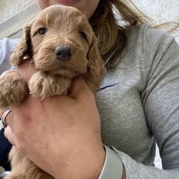 Goldendoodle Puppies from Diller Doodle Pups