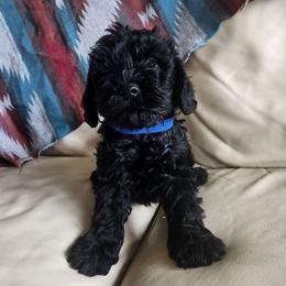Blue male - Black male Schnoodle puppy in Lehi, Utah from KK Schnauzers