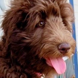 Aussiedoodles from Silver Creek Aussiedoodles
