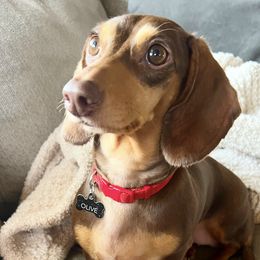Dachshunds from Little Nest Dachshunds