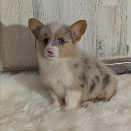 Rocky - Blue merle and white male American Corgi puppy in Lufkin, Texas from Texas Lil Cowdogs