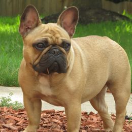 French Bulldogs from BullyBBbulldogs
